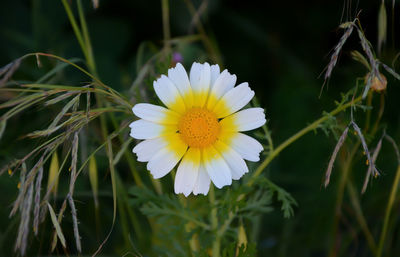 Close-up of white flower blooming outdoors