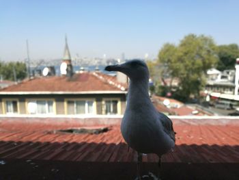 Close-up of bird