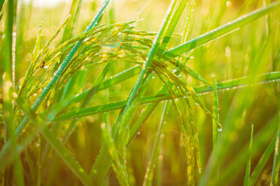 Close-up of crops growing on field