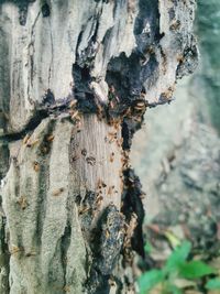 Close-up of lichen on tree trunk