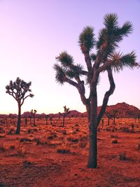 Trees on field against clear sky