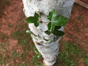 High angle view of plant growing on tree trunk