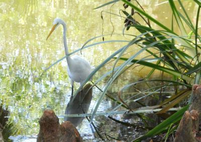 Bird by plants in water