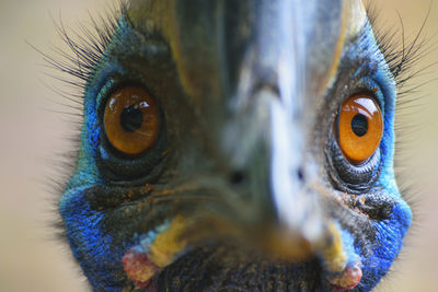 Close-up portrait of owl