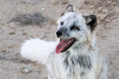 High angle view of dog on field