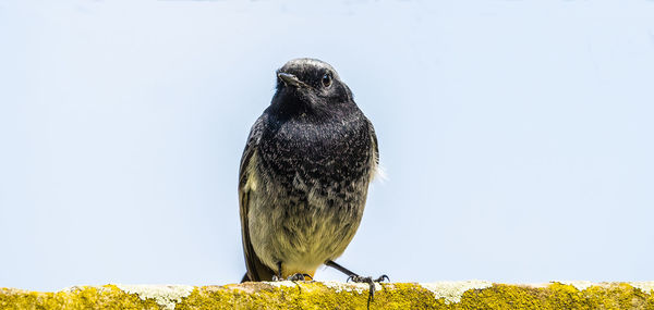 Close-up of bird perching on a tree