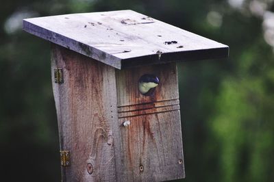 Close-up of birdhouse on wood in forest