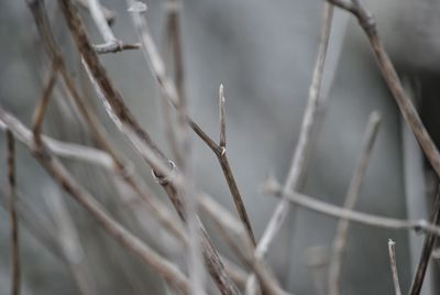 Close-up of dry plant