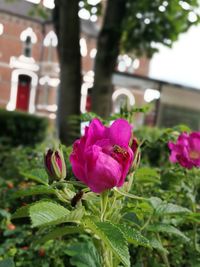 Close-up of pink flowers blooming outdoors