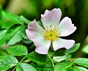 Close-up of pink flowers