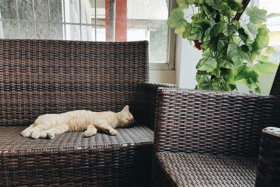 Cat relaxing on bed