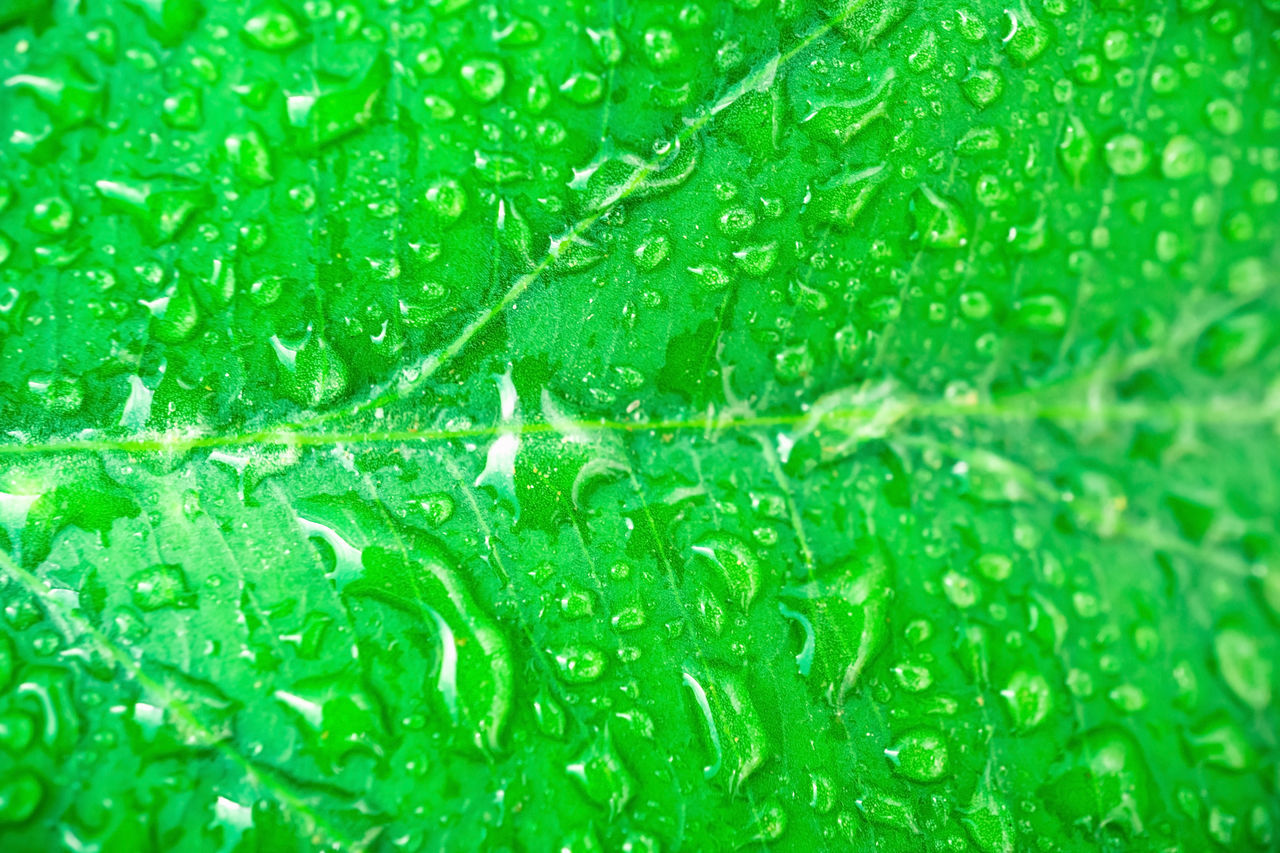 MACRO SHOT OF WET LEAF