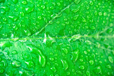 Full frame shot of wet leaf