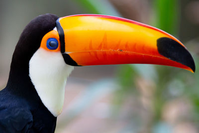 Close-up of a bird
