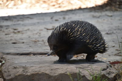 Close-up of an animal on beach