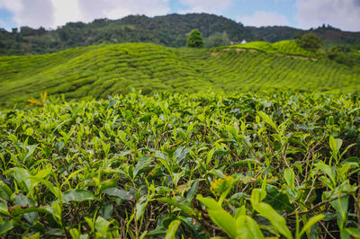 Landscape tea plantation of cameron highland in malaysia. 