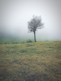 Tree on field against sky