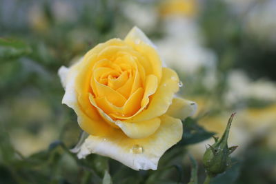 Close-up of yellow rose blooming outdoors