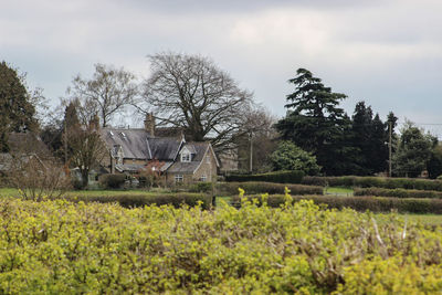 Trees and houses on field against sky