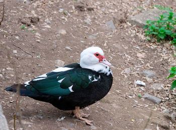 High angle view of bird perching on a field