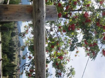 Low angle view of tree against sky