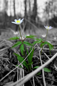 Close-up of flower blooming outdoors