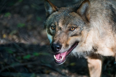 Close-up portrait of wolf