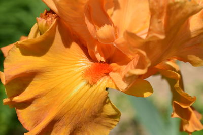 Close-up of orange flowering plant