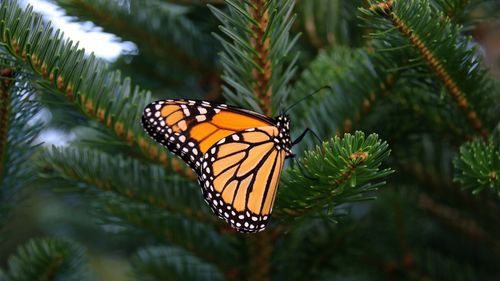 Close-up of butterfly on leaf