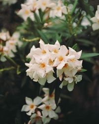 Close-up of white flowering plant