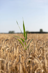 Close-up of stalks in field