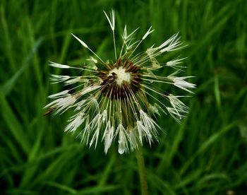 Close-up of dandelion on plant