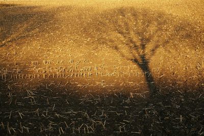 View of trees in field