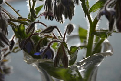 Close-up of plant