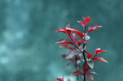 Close-up of red maple leaves