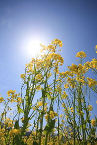 Low angle view of flowering plant against sky