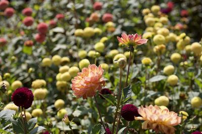 Close-up of pink flowering plants in garden