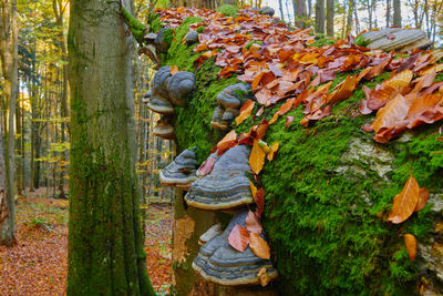 Rear view of man standing in forest