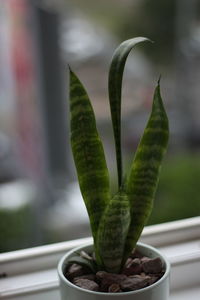 Close-up of succulent plant on window sill