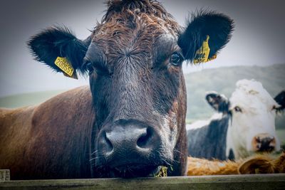 Close-up portrait of cow