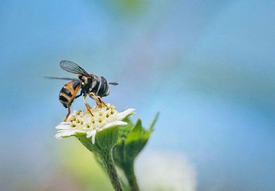 Close-up of bee on flower against sky