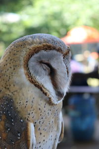 Close-up of an animal