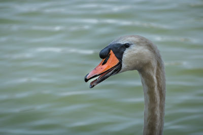 Close-up of swan in lake