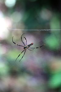 Close-up of spider on web