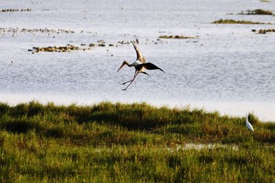 Bird flying over lake