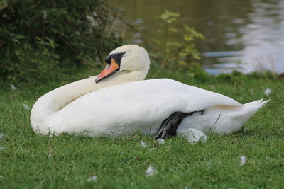 Close-up of swan on grass