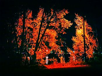 Low angle view of trees at night