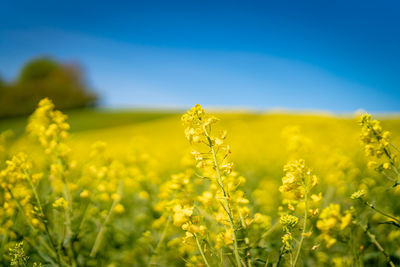 Scenic view of oilseed rape field against sky