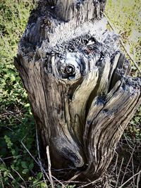 Close-up of tree trunk