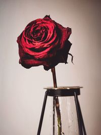 Close-up of red rose against white background